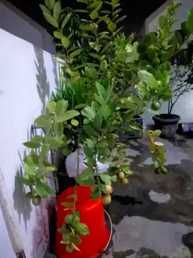 Tanaman jeruk lemon