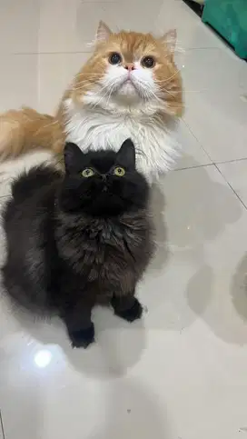 Kitten persia flatnose jantan
