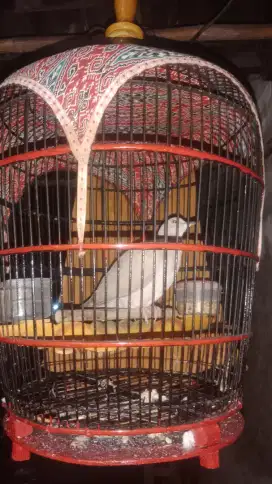 Jual burung puter +kandang 200 minat WA ajh