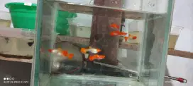 Ikan guppy albino koi red ear