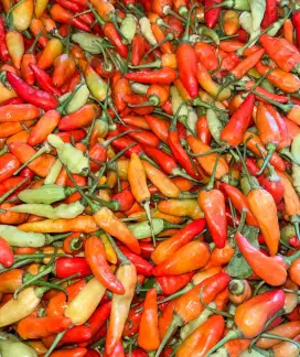 Cabai Rawit 1kg