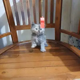 Kitten betina murah