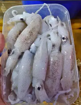 Cumi Cantik 500gr