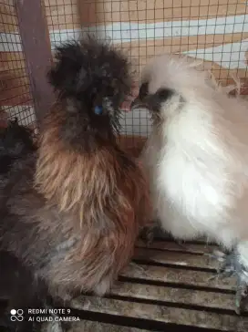 Ayam American silkie ori