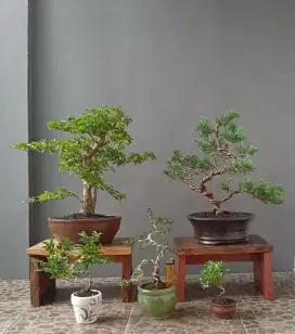 Bonsai hias ada 5 pohon