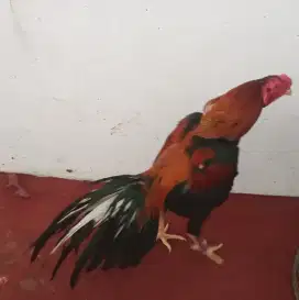 Dijual ayam ekor lidi umur 1,6 thun ukuran 3,5