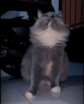 Kucing anggora cowok umur 8 bulan