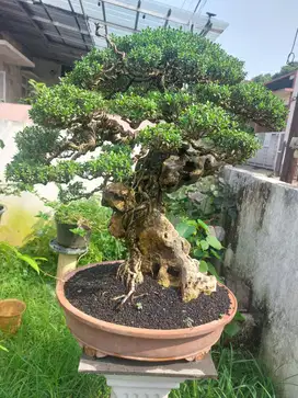 Bonsai Santigi dan Anting Putri
