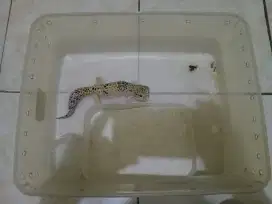 Dijual tokek gecko