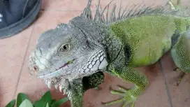 Iguana green Fullset