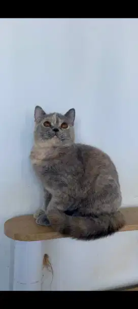 BSH quality umur 5 bulan pedigree