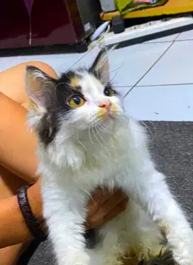 (Kucing) Kitten Mix Persia