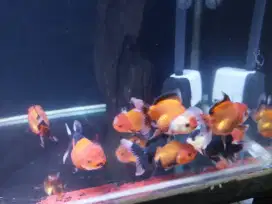 Koki oranda tricolor