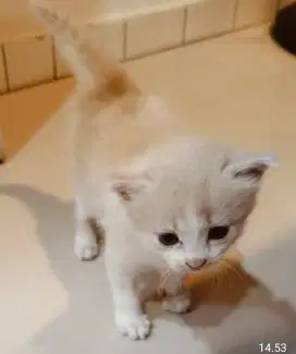 Kucing Persia open adopsi karena pulang kampung