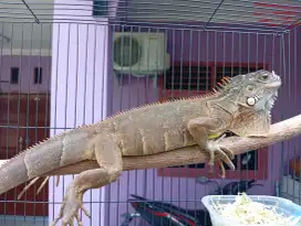 Iguana super red