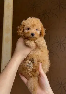 toy poodle betina fawn