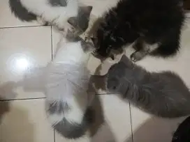 Kucing Persia 800 nego
