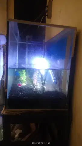 Aquarium ikan hias