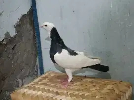 Merpati jantan bagus