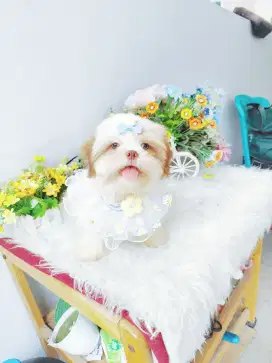 Shihtzu bule rare colour pure shihtsu shihtzhu shihtshu sitsu shitsu