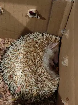 Landak Mini / Hedgehog Cream