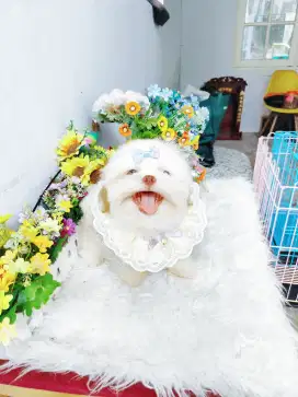 Shihtzu male warna uni rare colour ras asli shihtshu shihtsu sitshu
