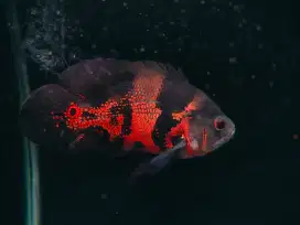 Ikan Oscar 5 Jari orang dewasa