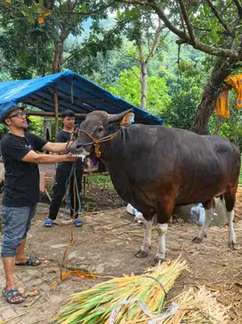 Sapi bali bobot real murah bro