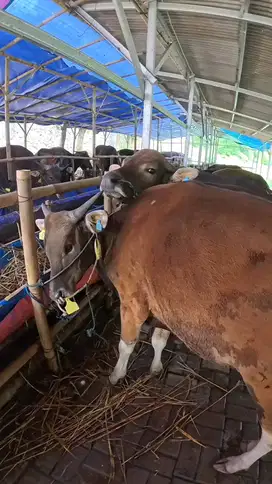 Sapi Bali jual murah terbaik
