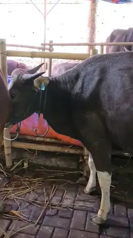 SAPI BALI MURAH BERQUALITAS