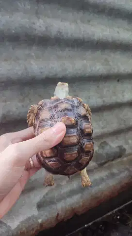 Sulcata/kura darat