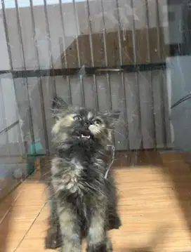Kitten persia longhair
