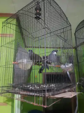 1 pasang Burung Poksay Hongkong