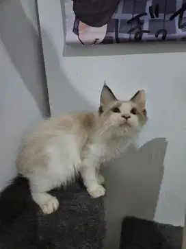 Kitten ragdoll x bsh jantan 5 bulan