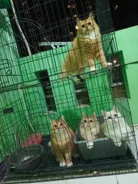 Kucing 4 ekor persia anggora