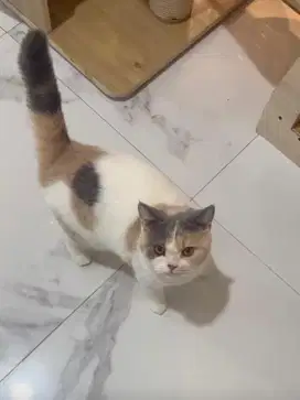 Kucing BSH Calico