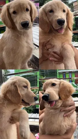 Dilepas Adopt Golden Retriever Betina 4,5 Bulan