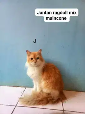 LEPAS ADOP (MAHAR)