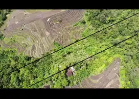 Tanah produktif di medewi, kebun kelapa dan pisang