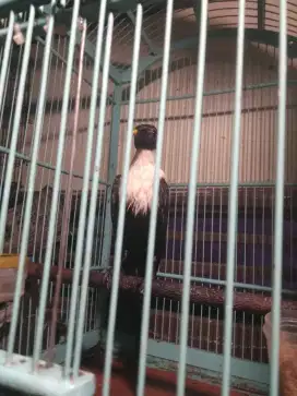 Burung bilbong pendeta jantan pur total