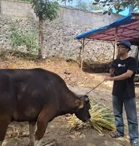 sapi qurban 16 jutaan ras sapi bali kecil bobot 225 kiloan murmer puas