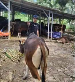 sapi qurban 16 jutaan ras bali bobot 225 kilo ekonomisan murmer manteb
