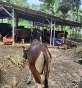 sapi bali 16 jutaan bobot 225 kiloan siap sapi kurban ekonomisan murah