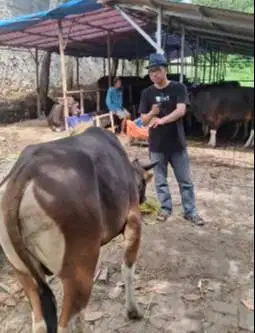sapi bali 16jutaan 225 kiloan siap kurban ekonomisan murmer jamin puas