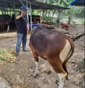 sapi bali 16jutaan 225 kiloan siap kurban ekonomisan murmer jamin puas