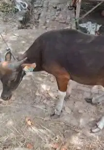 sapi qurban 16 jutaan siap kurban murmer ekonomisan rawatan ras bali