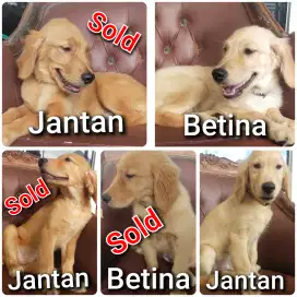 Jual Anjing Golden Retriever