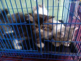 Kucing Persia 800 nego