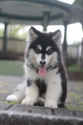 Alaskan malamute betina
