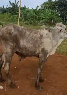 2 ekor sapi qurban 18 jutaan jenis jawaan PO kurleb 200-250 kiloan top